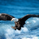 Riwayat Burung Laut Maluku Utara