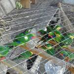 Warga Halmahera Diduga Bisnis Burung Paruh Bengkok di Medsos