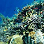Bangkai Kapal Pencuri Ikan Jadi Objek Wisata Underwater