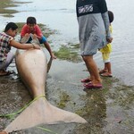 Warga Morotai Sedih Lihat Ikan Duyung Mati