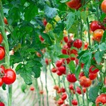 Penyebab Tomat dari Manado Kuasai Pasar Ternate