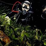 Penemuan Hiu Berjalan Endemik Perairan Maluku Utara