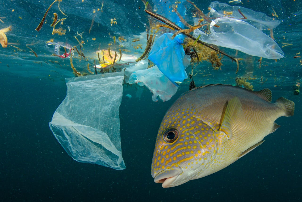 Saat Laut Terpapar Sampah Plastik Jadi Pembahasan Global Kieraha