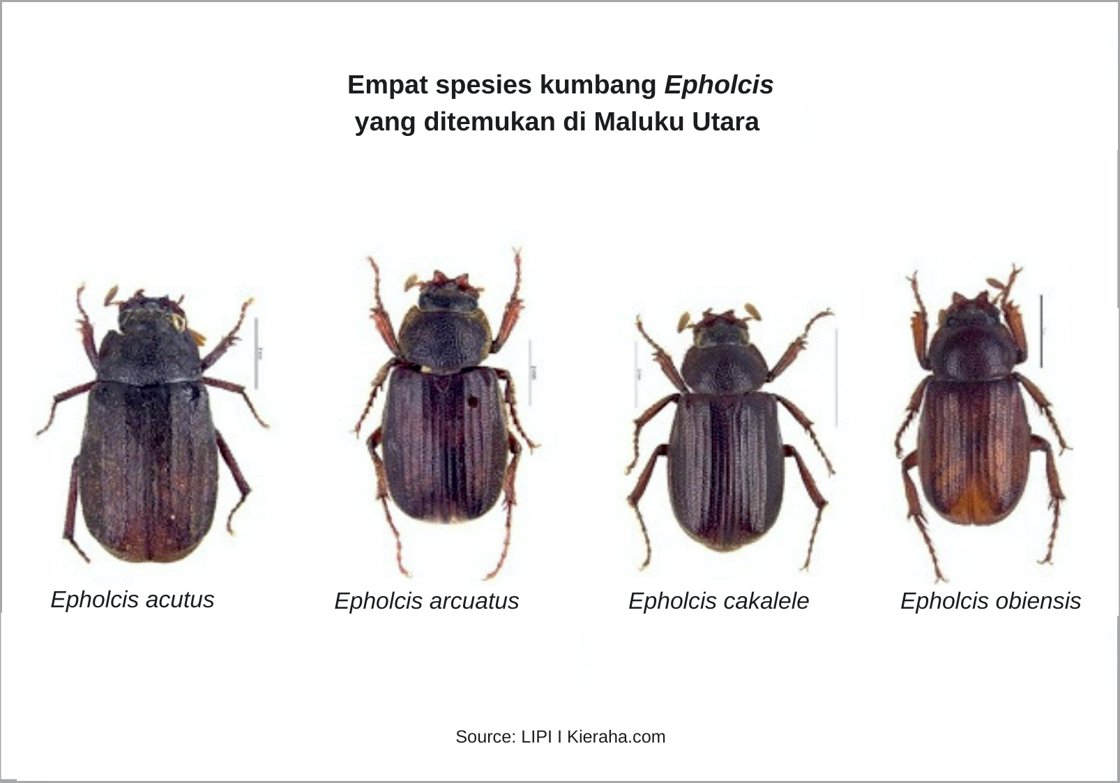 Temuan Baru Empat Spesies Kumbang di Maluku Utara