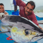 Tentang Asal Muasal Tuna di Maluku Utara