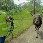 13 Desa Terpencil di Obi Maluku Utara Dapat Bantuan Sapi Kurban