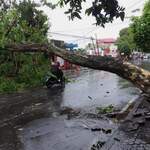 Waspada Pohon Tumbang di Jalan Raya Kota Ternate