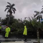 Penyebab Pohon Tumbang yang Minimpa Mahasiswi Unkhair Ternate