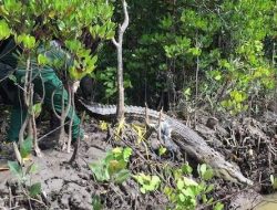 Seorang Warga Halmahera Selatan Hilang Diterkam Buaya di Sungai Bale Tidore