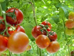 Kelompok Tani di Ternate Barat Bakal Panen 100 Ton Tomat dan Sayuran
