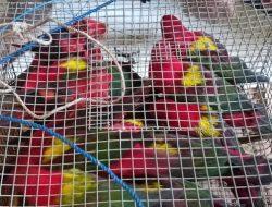 26 Ekor Burung Nuri Berhasil Diamankan di Kapal asal Pulau Obi Tujuan Banggai