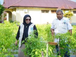 PKK Tidore Berhasil Panen Perdana Cabe yang Ditanam Serentak