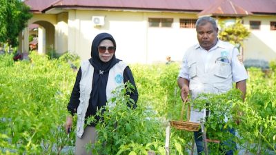 PKK Tidore Berhasil Panen Perdana Cabe yang Ditanam Serentak